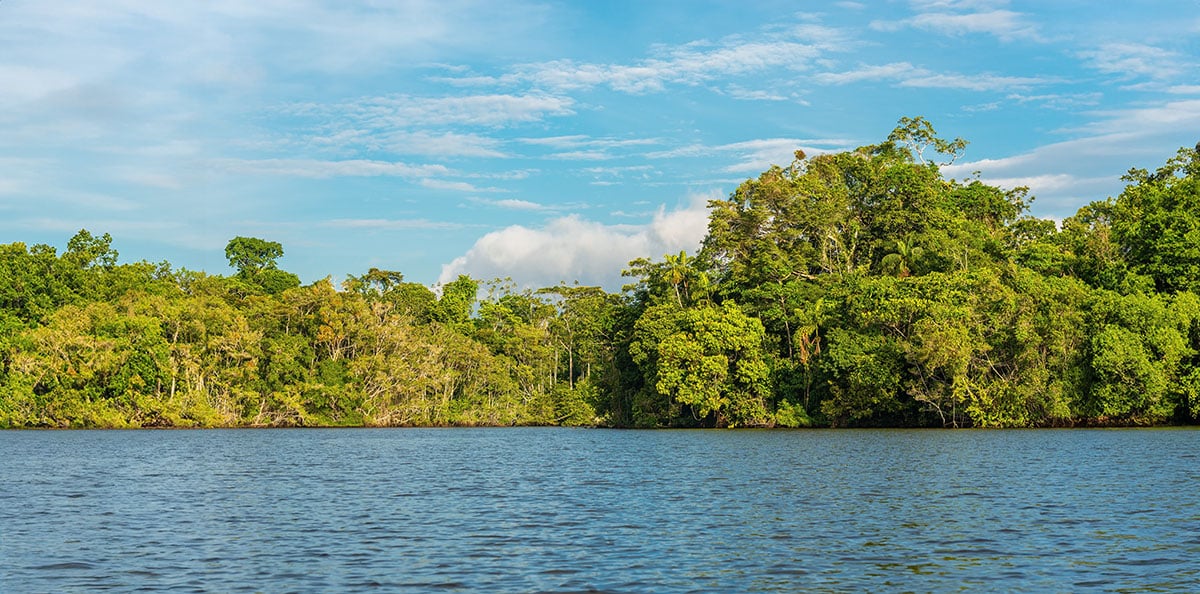 Amazon Rainforest Landscape, Yasuni National Park.