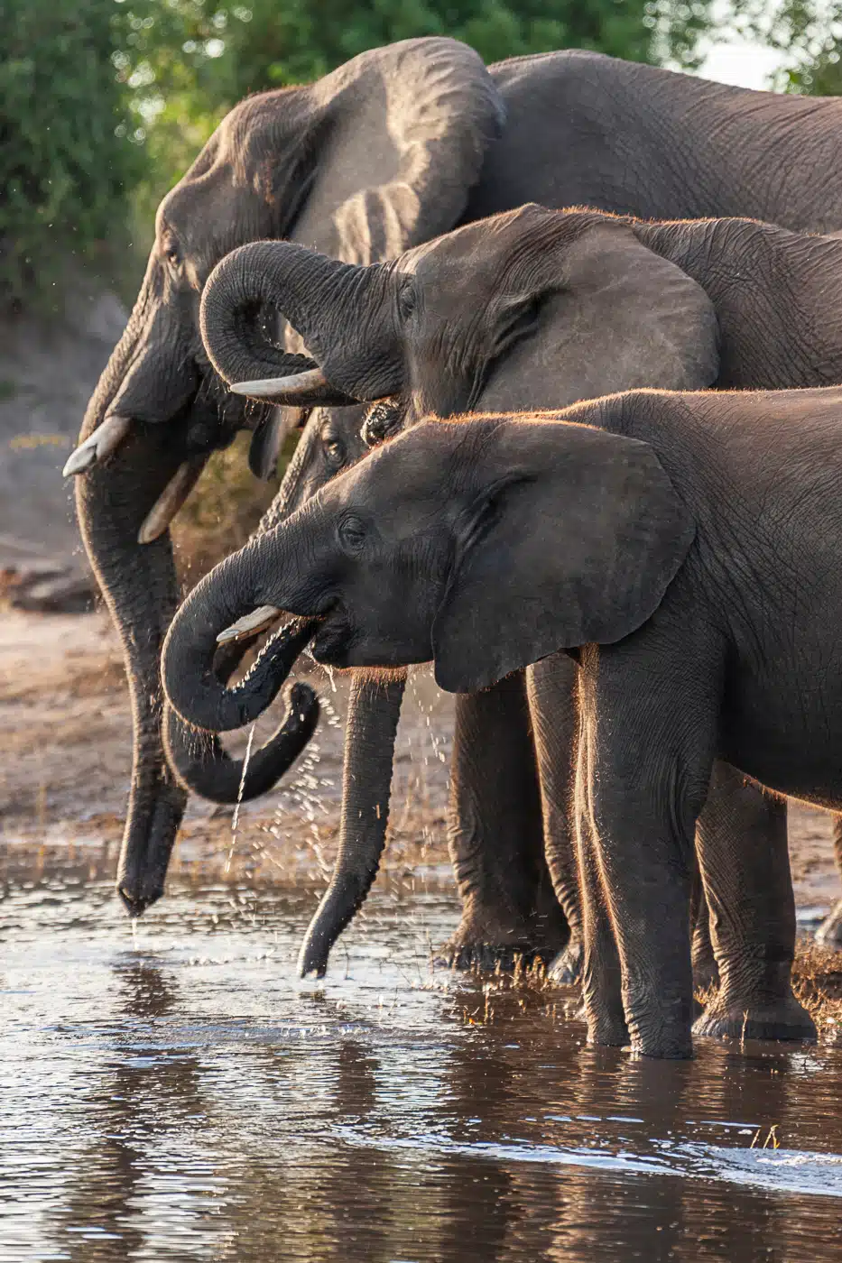 African Elephant (loxodonta Africana) Botswana
